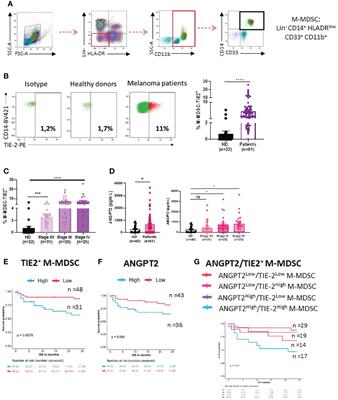 TIE-2 Signaling Activation by Angiopoietin 2 On Myeloid-Derived Suppressor Cells Promotes Melanoma-Specific T-cell Inhibition